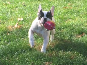 Arthur - Boston Terrier puppy bringing back a squeaky toy.