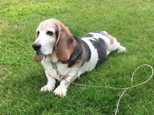 Buddy - Senior Basset Hound laying in yard.