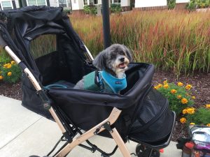 Chico - Havanese wearing a heart monitor, taking a stroller ride.