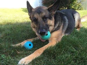 Duke - German Shepherd chewing an a rubber ball.