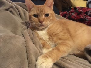 Kakaiba - Orange Tabby on a tan blanket.