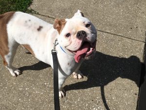 Louie - American Bulldog on a walk.