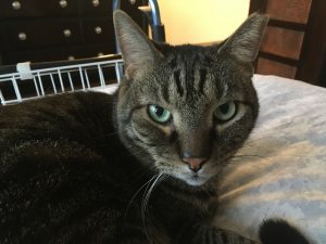 Skipper - Brown tabby laying on bed.